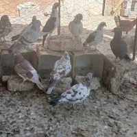 کبوتر|پرنده|زاهدان, |دیوار