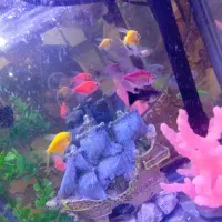 ماهی آکواریومی به قیمت عمده|ماهی|تهران, زیبادشت|دیوار