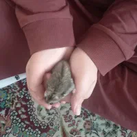 همستر سنجابی