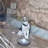 فروش خراسانی