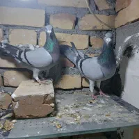 کفتر|پرنده|بجنورد, |دیوار