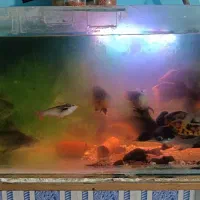 فروش آکواریوم ماهی با تمام وسایل
