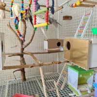 قفس پرنده|لوازم جانبی حیوانات|سرپل ذهاب, |دیوار