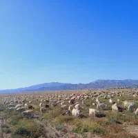 حیوانات|حیوانات مزرعه|ارزوئیه, |دیوار