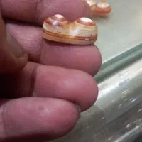 عقیق دو کوهان .سه.پوست.تراش.اصلی|بدلیجات|تهران, نیروی هوایی (پیروزی)|دیوار