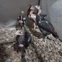 جوجه لاری۶۵ روزه