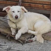 سگ پاکوتاه|سگ|گرگان, |دیوار