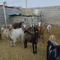 بز پاکستانی  دوقلوزا|حیوانات مزرعه|ارزوئیه, |دیوار