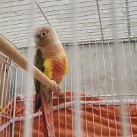 گرینچیک اناناسی نر