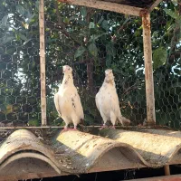 کبوتر پرشی اصل و نسبدار