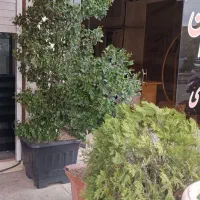 یاس هلندی وکاج