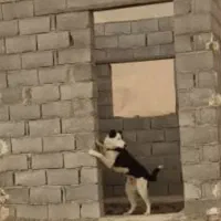 سگ گمشده