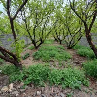 ۳۳۰ متری باغ ۴دیواری|فروش خانه و ویلا|شهریار, کرد امیر|دیوار