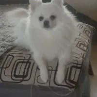 پامر خرسی روباهی