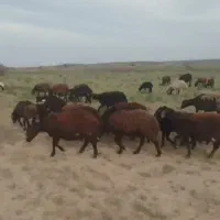 بره|حیوانات مزرعه|اصفهان, بهار آزادی|دیوار