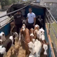 فروش 100راس گوساله نر سیمینتال وهلشتاین|حیوانات مزرعه|سیوان, |دیوار