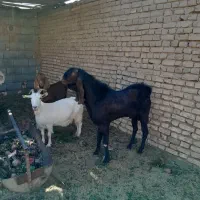 چپش|حیوانات مزرعه|اردکان, |دیوار