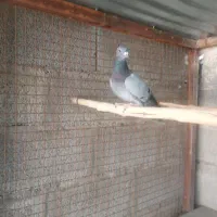 پلاکی برگشته پلاکی بازی جم کردم|پرنده|جیرفت, |دیوار