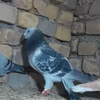 المانی و رنگه ،کبوتر گناباد|پرنده|کاشمر, |دیوار