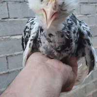 فروش یامعاوضه نیمچه مرغ و خروس گلین لری|حیوانات مزرعه|قائمشهر, |دیوار