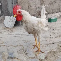 خروس