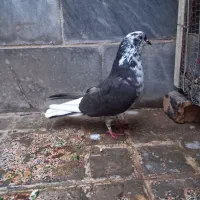 کبوتر|پرنده|بهارستان, |دیوار