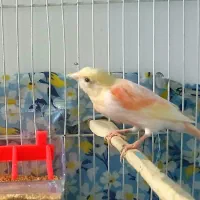 قناری ماده خوشرنگ سرخ زرد دورنگ درشت با قفس