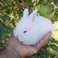 خرگوش لوپ|موش و خرگوش|مهاباد (آذربایجان غربی), |دیوار