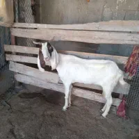 بز پاکستانی