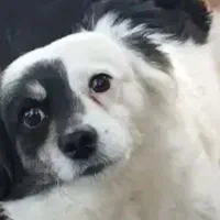 واگذاری سگ|سگ|چناران, |دیوار