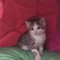 واگذاری بچه گربه