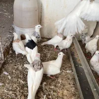 30 تا طوقی|پرنده|شیراز, کفترک|دیوار
