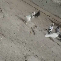 کبوتر|پرنده|فارسان, |دیوار