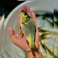 پرورش و فروش بچه ماهی کپور و امور|ماهی|اصفهان, ملاصدرا|دیوار