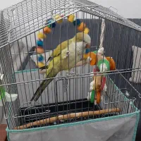 قفس ۱۰۳۳|لوازم جانبی حیوانات|کرج, باغستان|دیوار