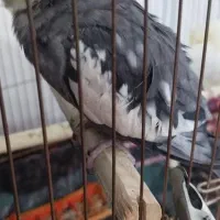 عروس هلندی|پرنده|هریس, |دیوار