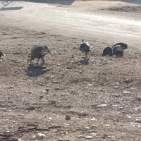 بوقلمون نرو ماده|حیوانات مزرعه|سیروان, |دیوار