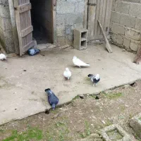 کبوتر پرشی