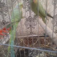 دوجفت طوطی ملنگو|پرنده|اهواز, کوروش|دیوار