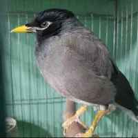 مینا معاوضه