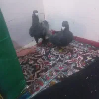 زاغ نروماده