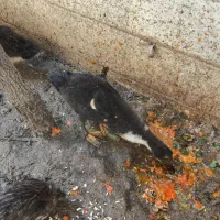 اوردک|حیوانات مزرعه|تهران, مسعودیه|دیوار