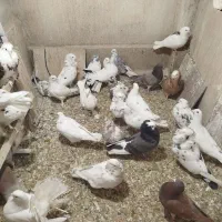 کفتر یا کبوتر پرشی|پرنده|اسلام‌شهر, شهرک امام حسین (میان آباد)|دیوار