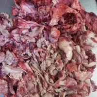 ضایعات گوشت گوساله و گوسفندی برای مصرف سگ و گربه