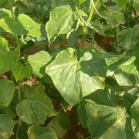 نیازمند کارگر داعم گلخانه