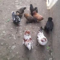 مرغ وخروس پاکوتاه