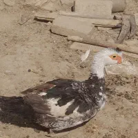 ۳عدداردک اسرائیلی ماده