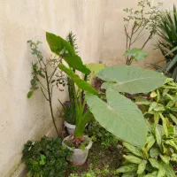 گل بابا ادم گل بنجامین و فیکوس و سیکاس|گل و گیاه طبیعی|رشت, نخودچر|دیوار