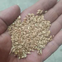 گندم دامی ۷۳