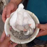 ساده هفترنگ|پرنده|مشهد, پنجتن|دیوار